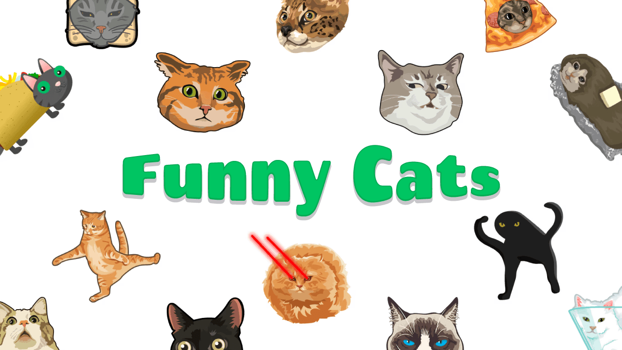 Funny Cats